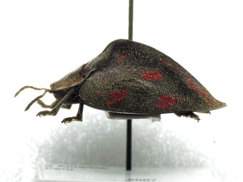 Cyrtonota inspicata (Spaeth, 1913)